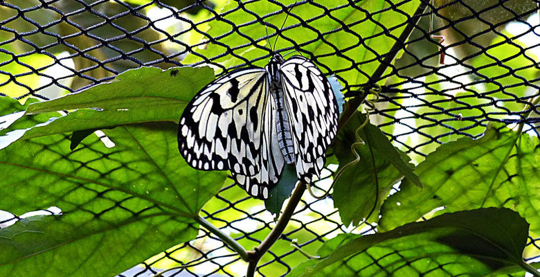 Schmetterlinge im Botanischen Garten Augsburg