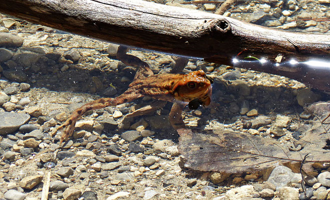 Kröten im See