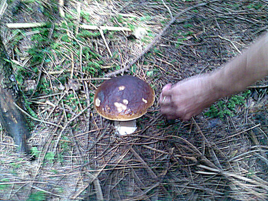 Steinpilz