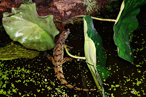 Der Reptilienzoo in Füssen