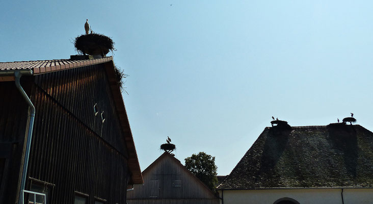 Der Affenberg von Salem
