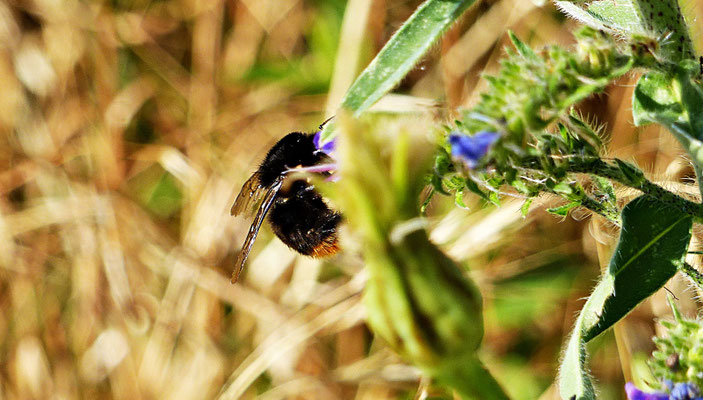 Hummel