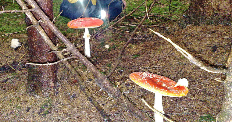 Fliegenpilze, zwar giftig aber schön