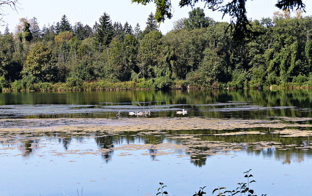 Der Lech bei Scheuring