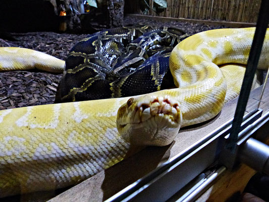 Die Schlangenwelt im Reptilienzoo