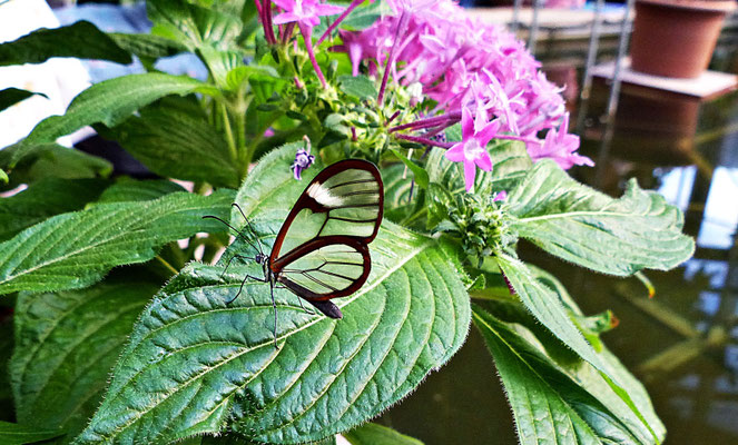 Schmetterlinge im Botanischen Garten Augsburg