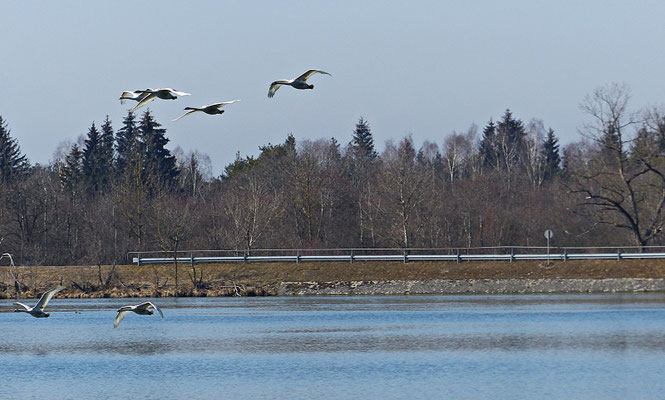 Die Tierwelt bei Scheuring