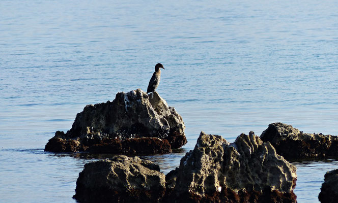 Kormoran