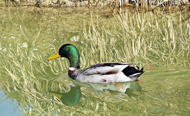 Herrliche Tierwelt ist dort zu sehen