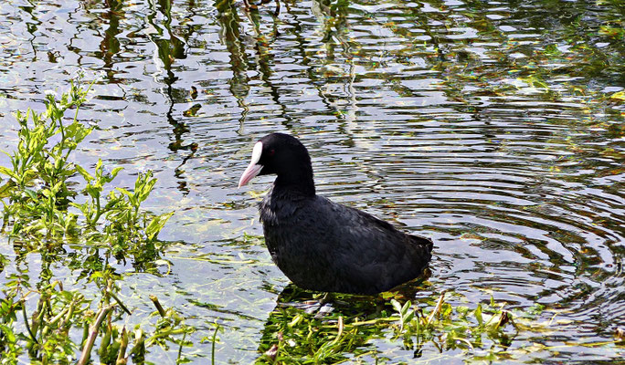 Tierwelt
