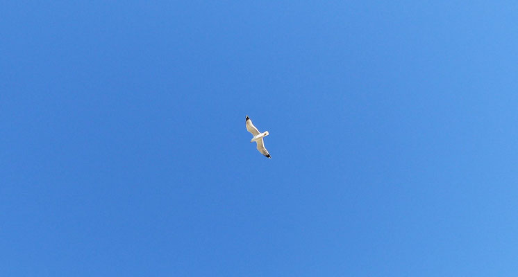 Möwe