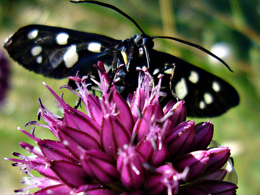 Ungewöhnlicher Schmetterling