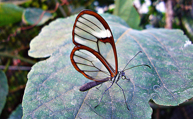Schmetterlinge im Botanischen Garten Augsburg