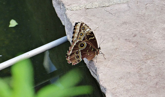 Schmetterlinge im Botanischen Garten Augsburg
