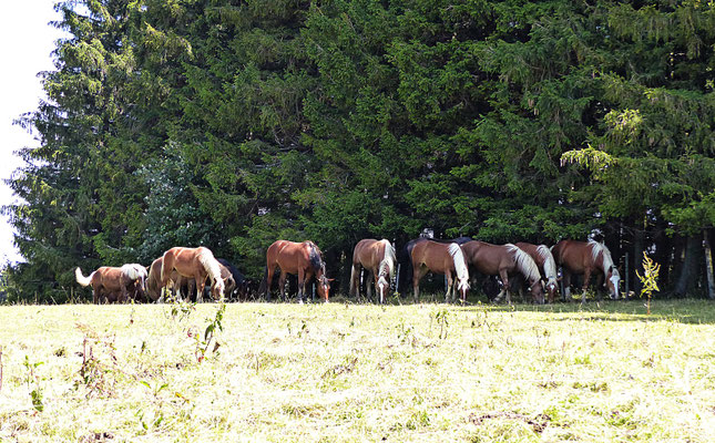 Die Natur beim Auerberg