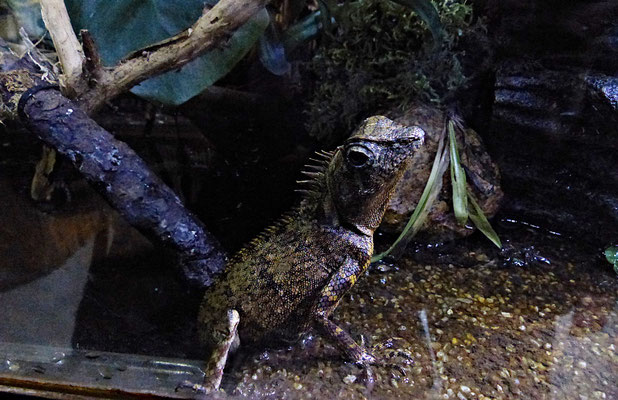Der Reptilienzoo in Füssen