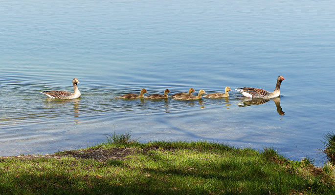 Herrliche Tierwelt