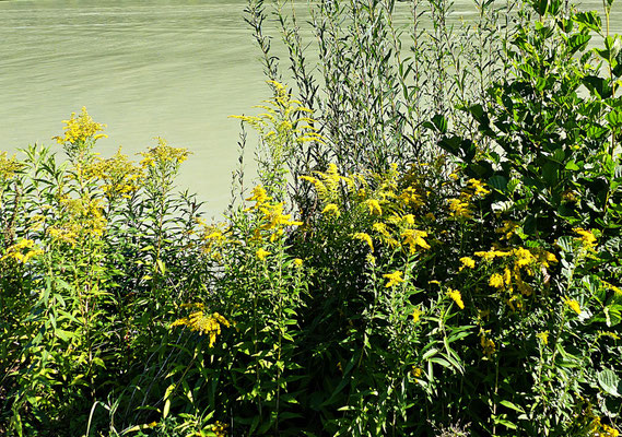 An der schönen Donau