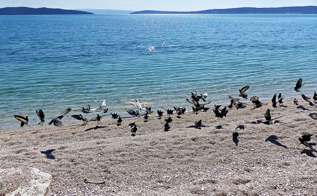 März 2019 in Kastel Stafilic