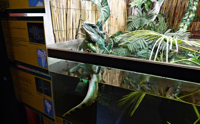 Der Reptilienzoo in Füssen