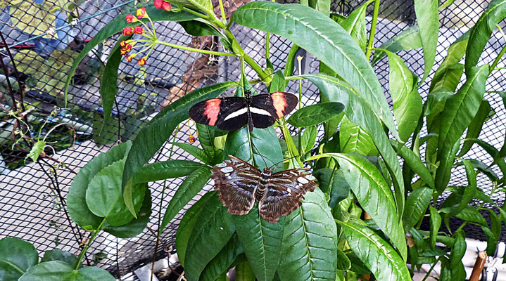 Schmetterlinge im Botanischen Garten Augsburg