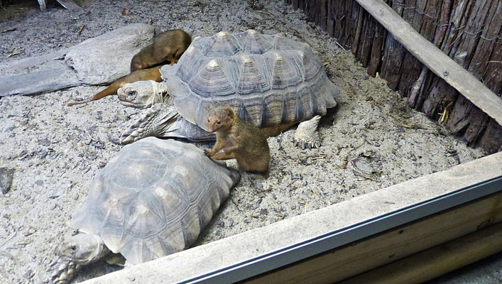 Der Reptilienzoo in Füssen