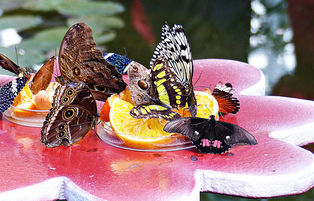 Schmetterlinge im Botanischen Garten Augsburg