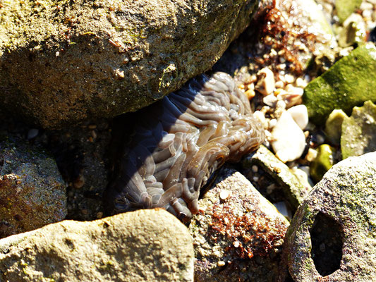 Anemone