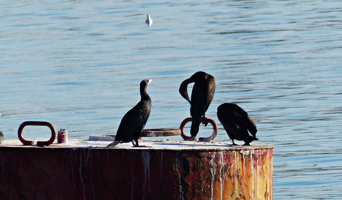 Kormorane im Hafenbecken von Split
