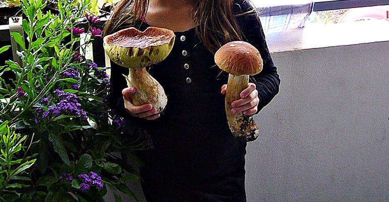 Steinpilze