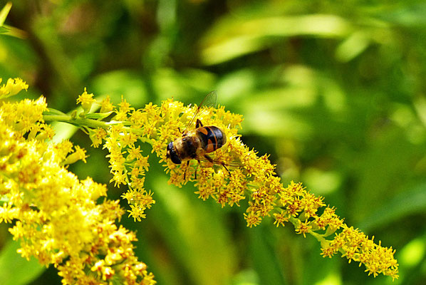 Beim Vogel-Erlebnispfad