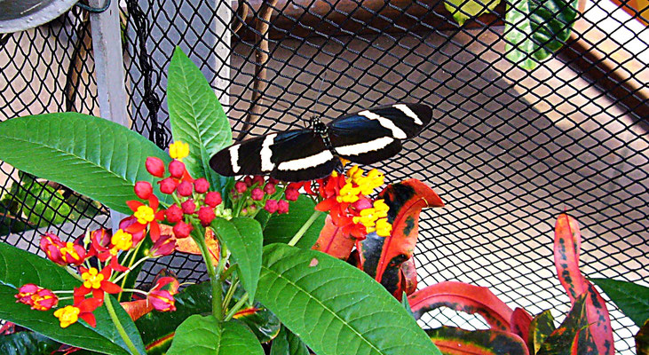 Schmetterlinge im Botanischen Garten Augsburg