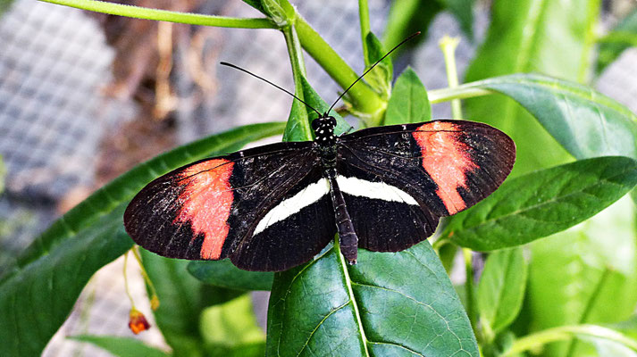 Schmetterlinge im Botanischen Garten Augsburg