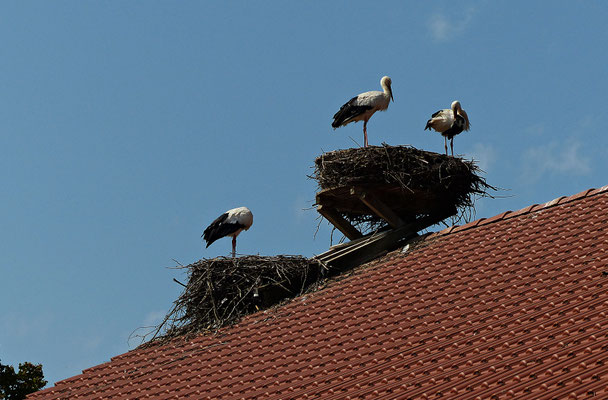 Der Affenberg von Salem