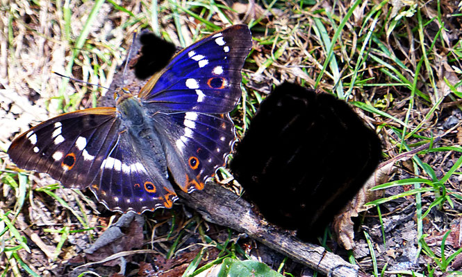 Natur in Böhmen
