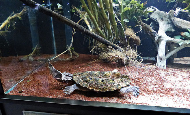 Der Reptilienzoo in Füssen