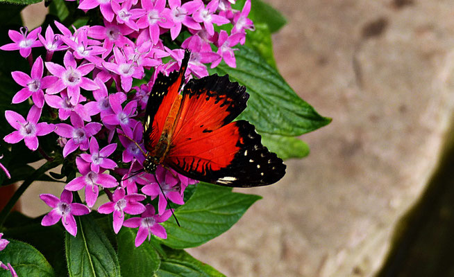 Schmetterlinge im Botanischen Garten Augsburg