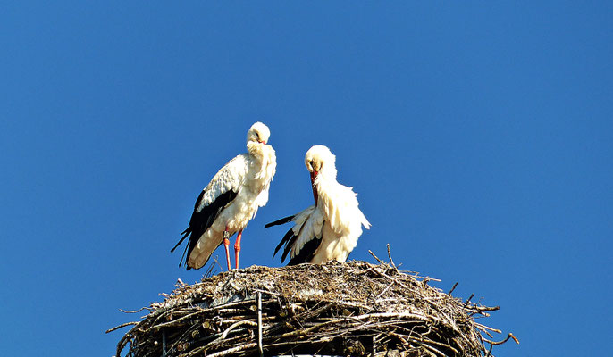 Der Storchenkran von Kirchheim