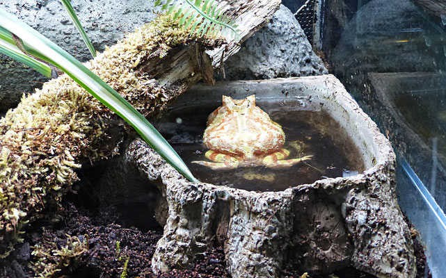 Der Reptilienzoo in Füssen