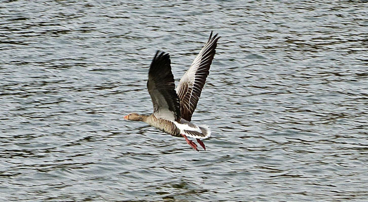 Gans im Flug