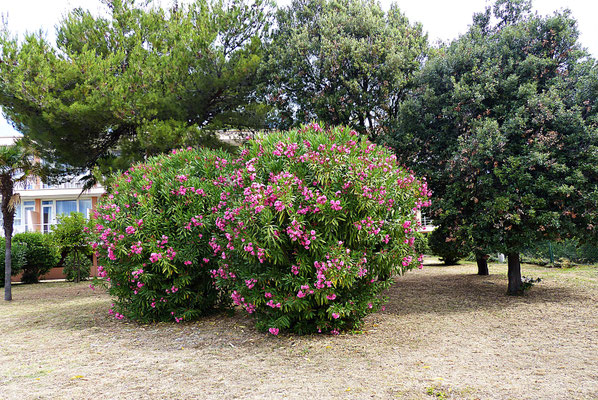 Oleander
