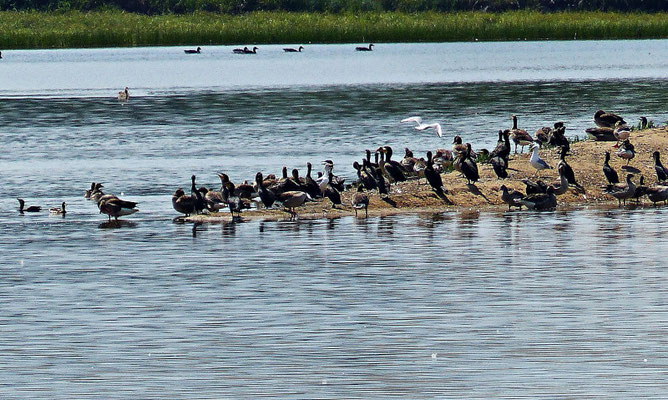 Vogelinsel