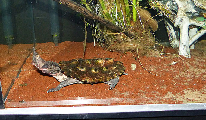 Der Reptilienzoo in Füssen