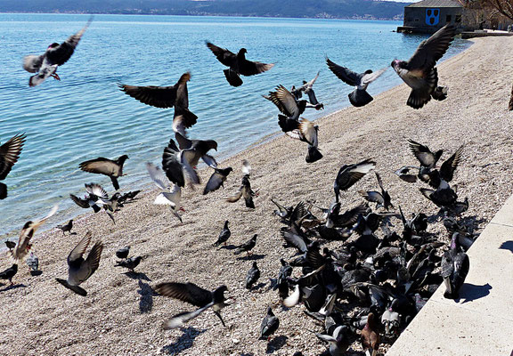 März 2019 in Kastel Stafilic