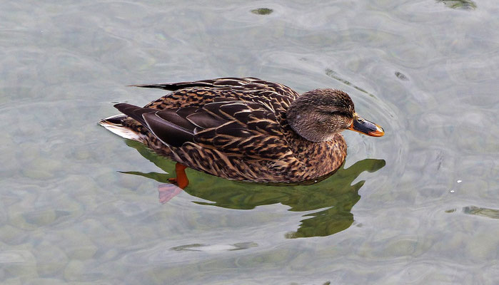 Herrliche Tierwelt ist dort zu sehen