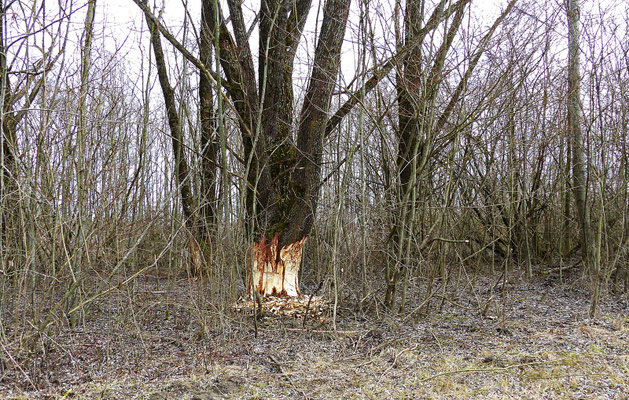 Biberbiß