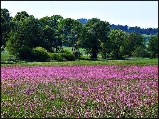 Blumenwiese