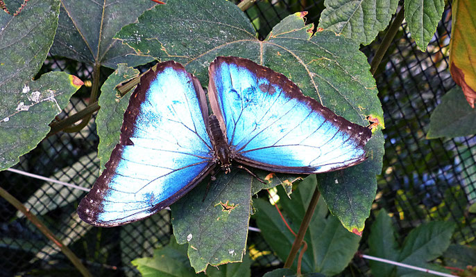 Schmetterlinge im Botanischen Garten Augsburg