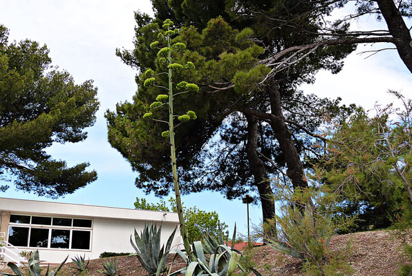 Agave