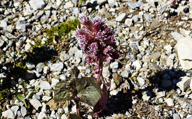 Gewöhnliche Pestwurz (Petasites hybridus)
